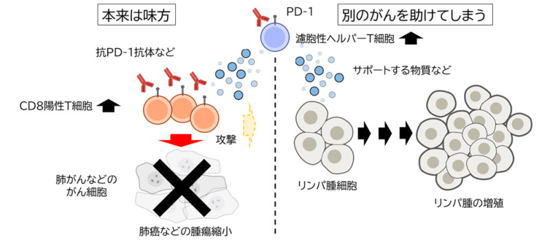 プレスリリース「がん免疫療法使用中に隠れていたリンパ腫が見つかる場合がある」